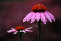 Echinacea purpurea