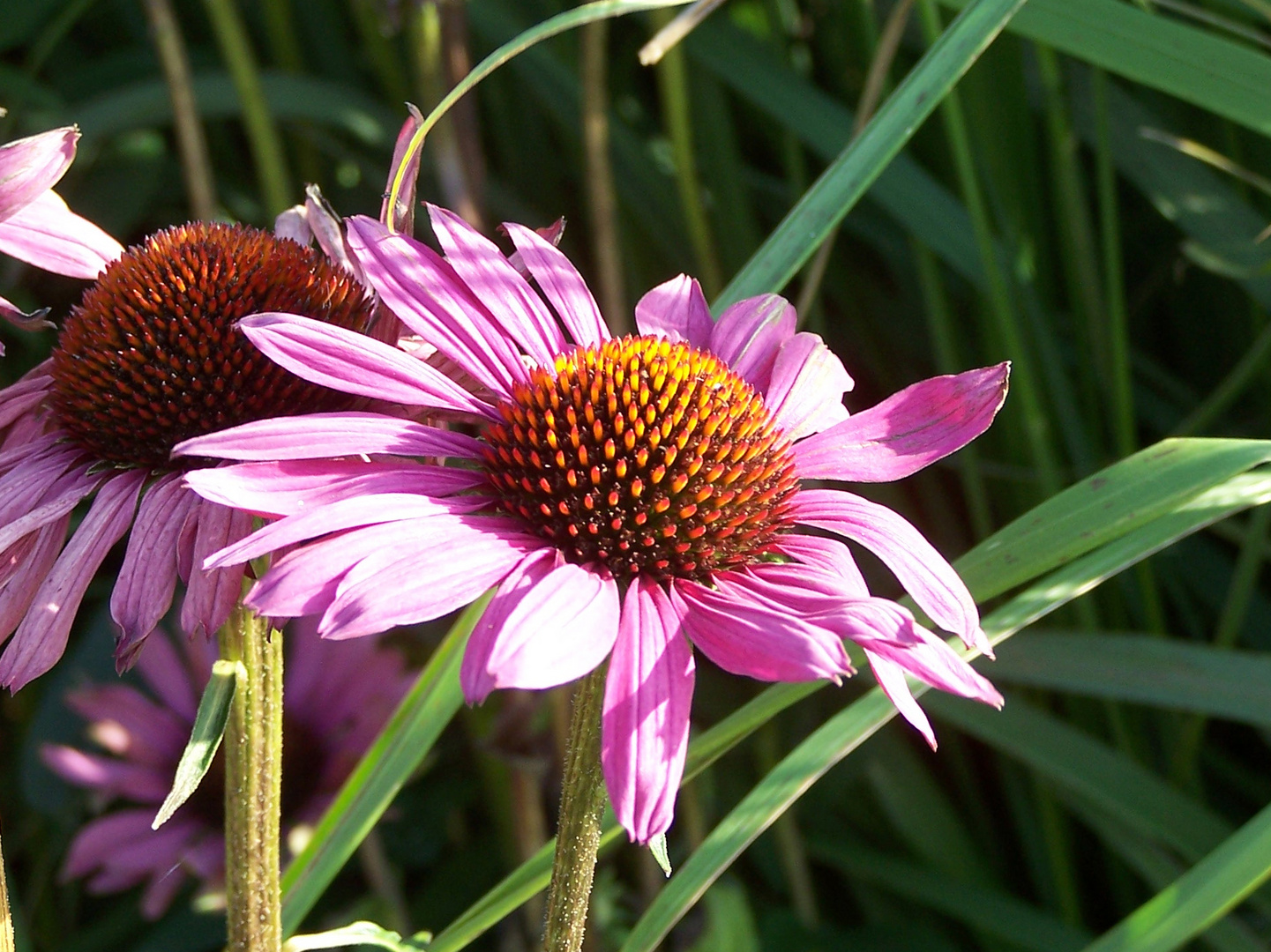 Echinacea purpurea