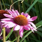 Echinacea purpurea