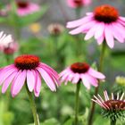 Echinacea Purpurea