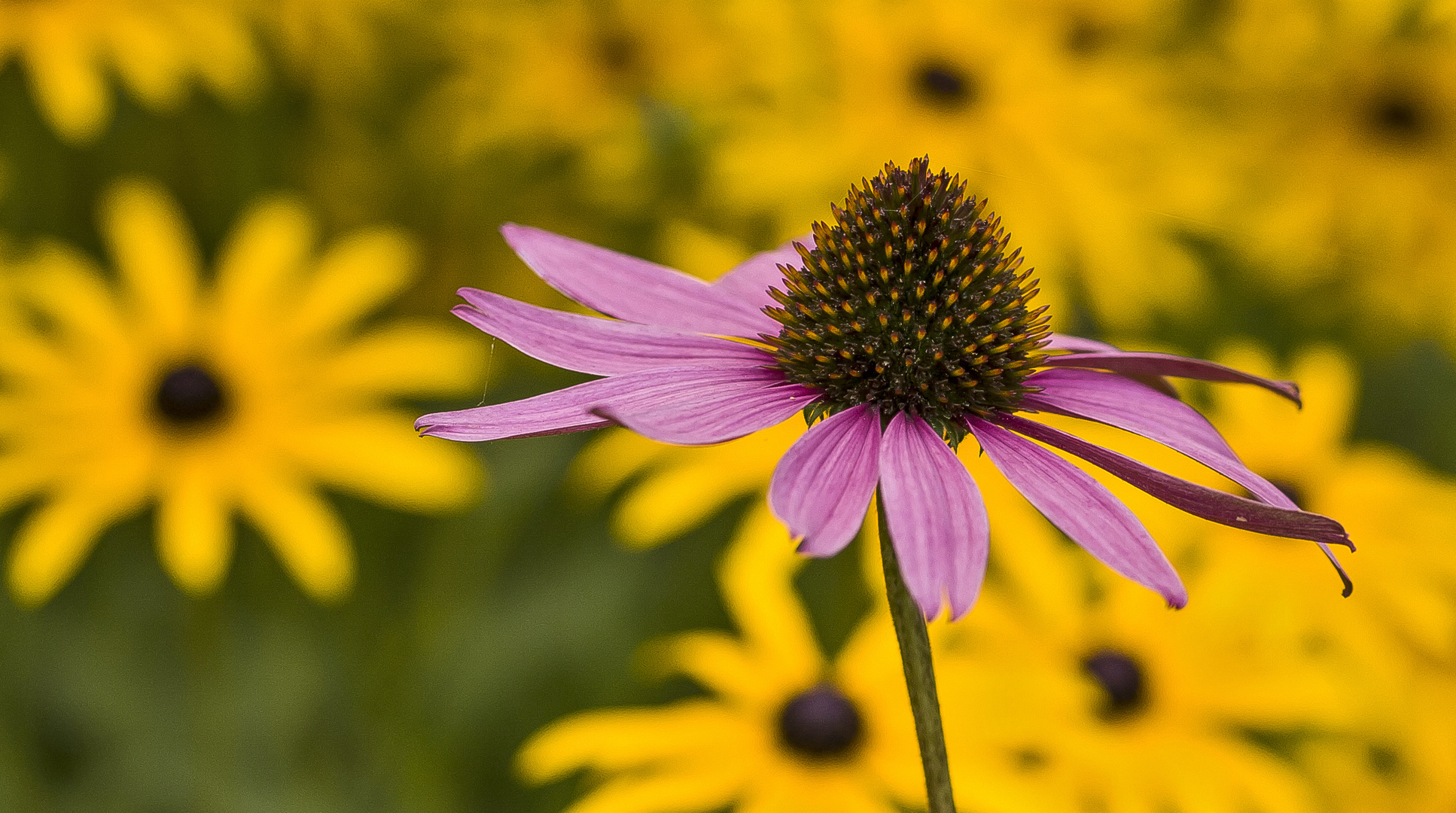 Echinacea purpurea....