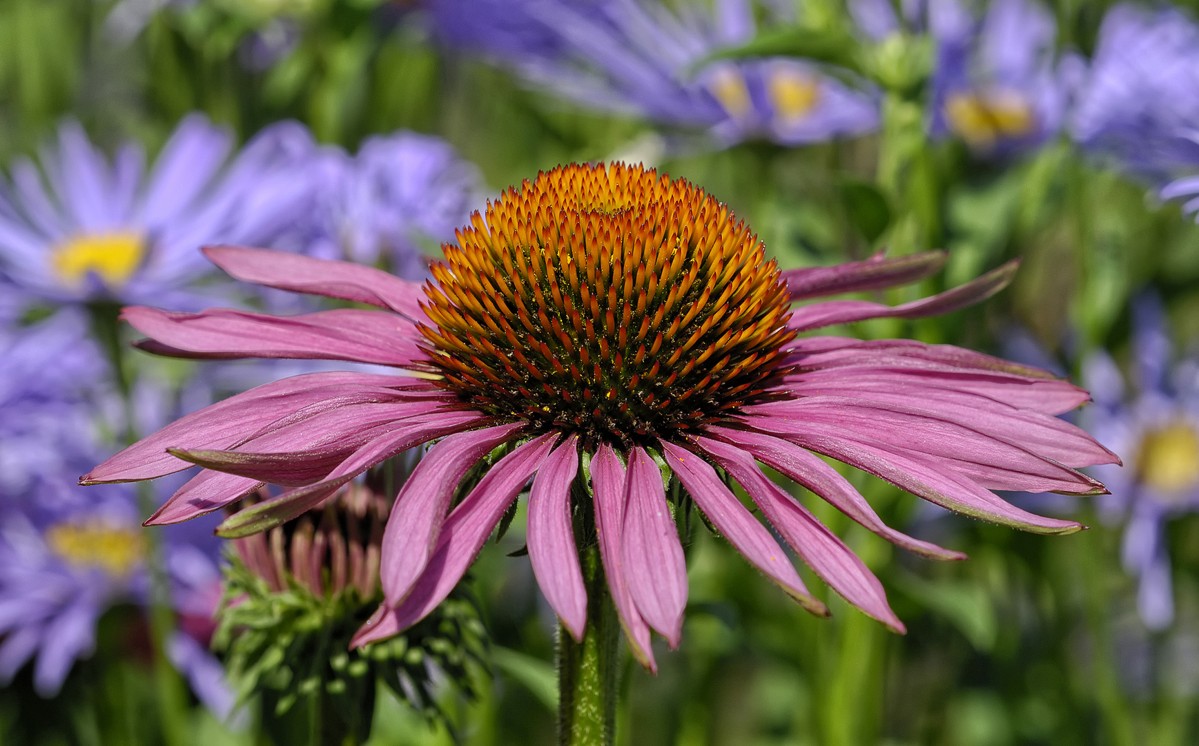 Echinacea purpurea