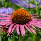 Echinacea purpurea