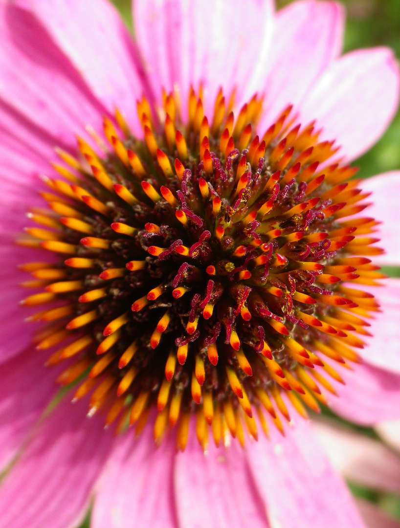 Echinacea purpurea