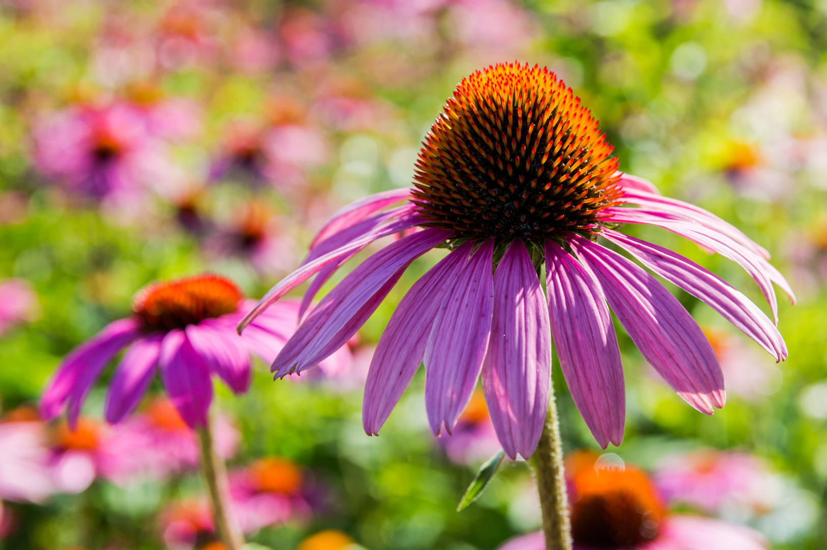 Echinacea purpurea