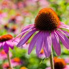 Echinacea purpurea