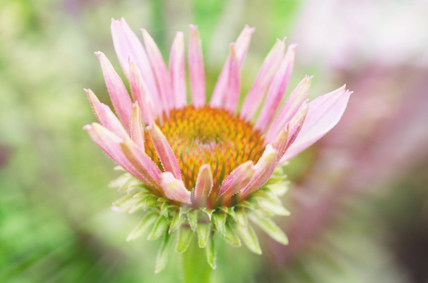 Echinacea purpurea