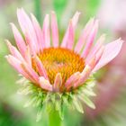 Echinacea purpurea