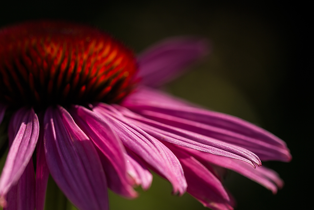 Echinacea purpurea