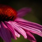 Echinacea purpurea