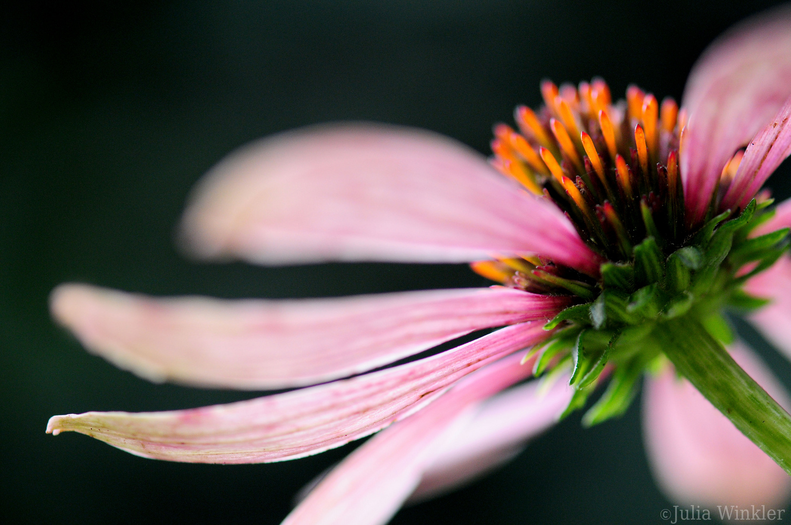 Echinacea purpurea