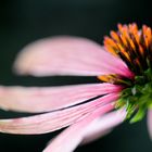 Echinacea purpurea