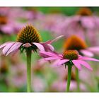 Echinacea purpurea...