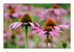 Echinacea purpurea...