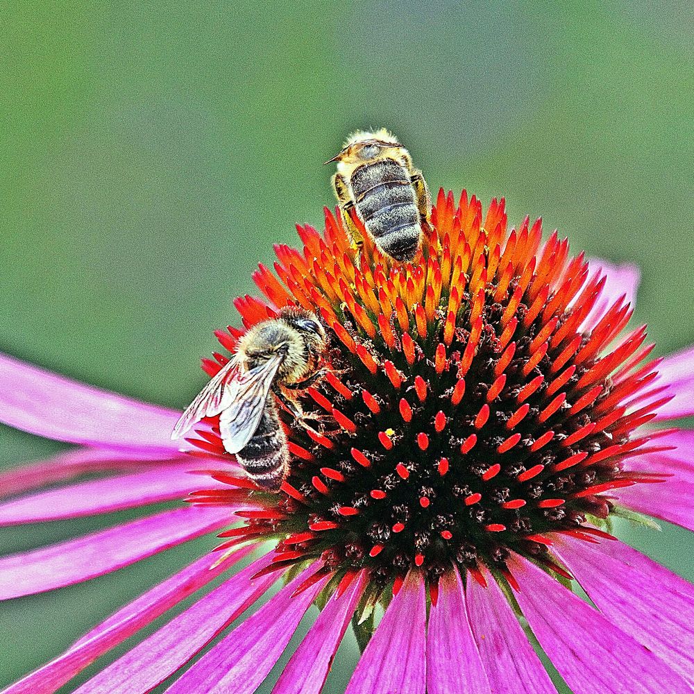 Echinacea purpurea