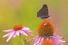 Echinacea purpurea