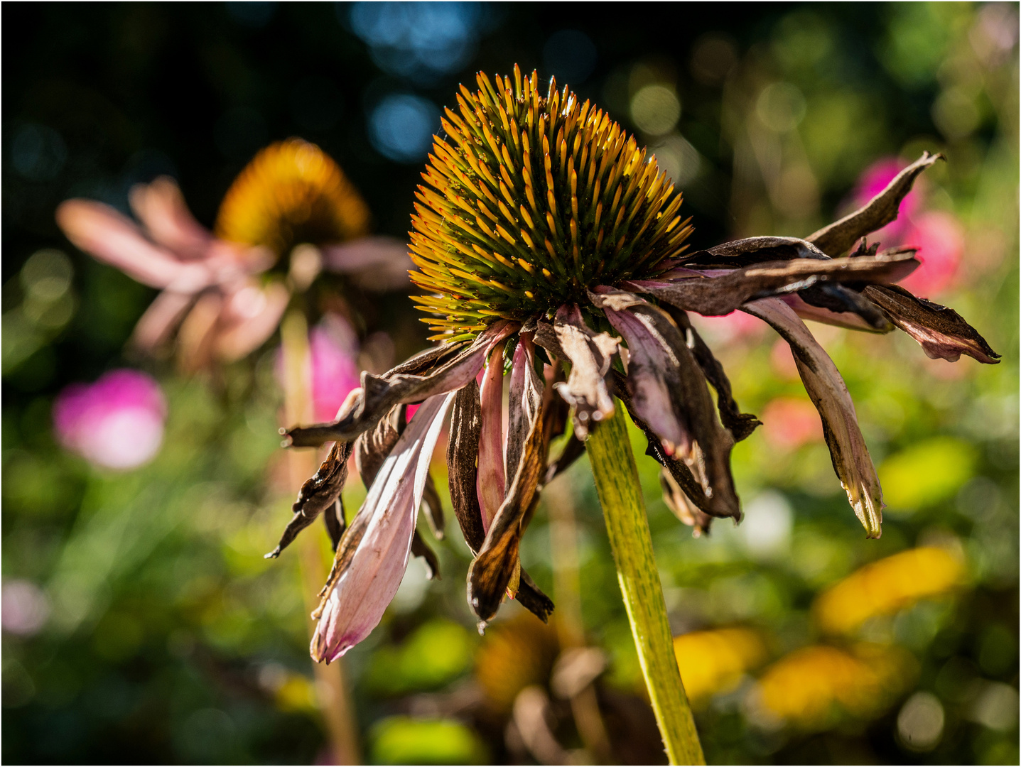 Echinacea purpurea