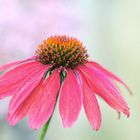 Echinacea purpurea