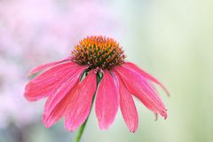 Echinacea purpurea