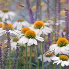 Echinacea purpurea alba