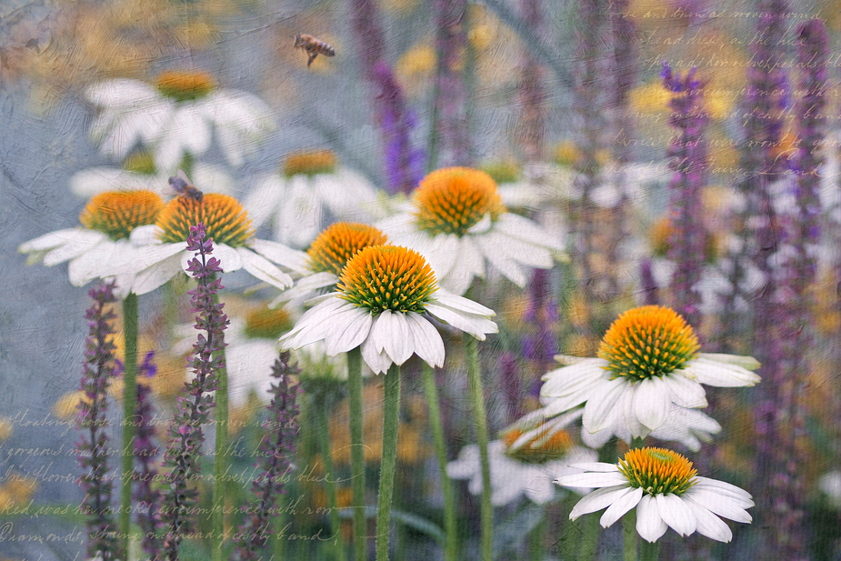 Echinacea purpurea alba