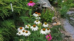 Echinacea purpurea "alba"  gestern Morgen als die Erlösung in Form von Regen...