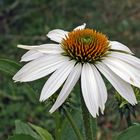 Echinacea purpurea  "alba", Weißer Sonnenhut , der...