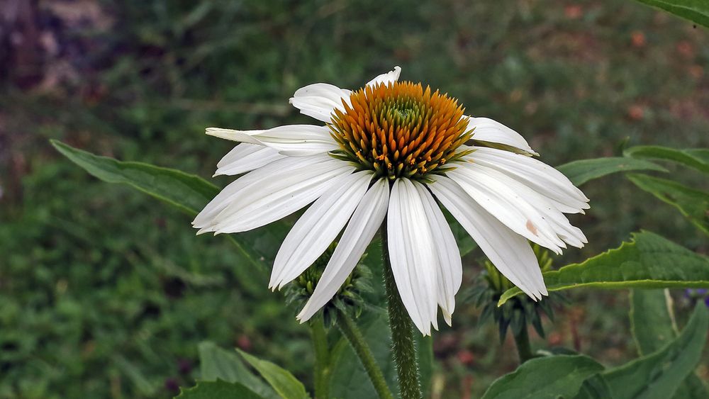 Echinacea purpurea  "alba", Weißer Sonnenhut , der...