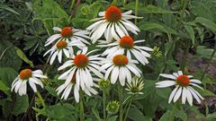 Echinacea purpurea auch in weiß meine Sommerlieblinge