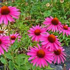 Echinacea purpurea aus meinem Garten in einer Aufnahme von gestern...