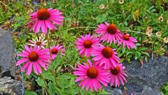 Echinacea purpurea aus meinem Garten in einer Aufnahme von gestern...