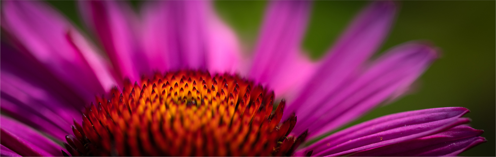 Echinacea purpurea