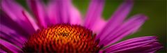 Echinacea purpurea