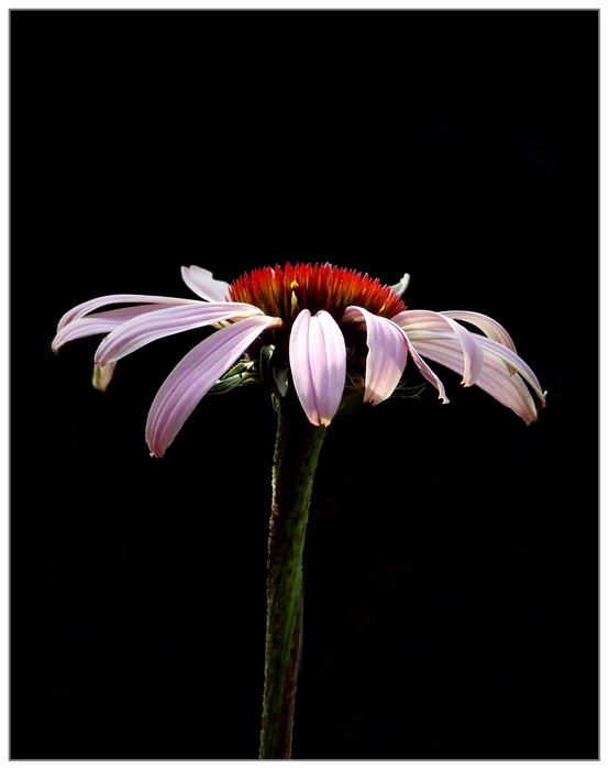 Echinacea Purpurea