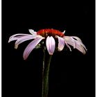 Echinacea Purpurea