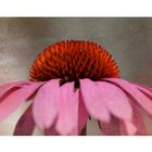 Echinacea purpurea