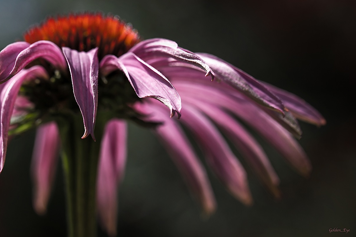 Echinacea purpurea