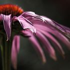 Echinacea purpurea