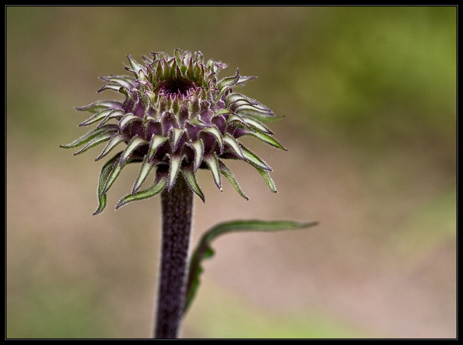 Echinacea purpurea