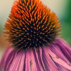 Echinacea purpurea