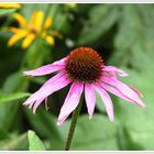 Echinacea purpurea