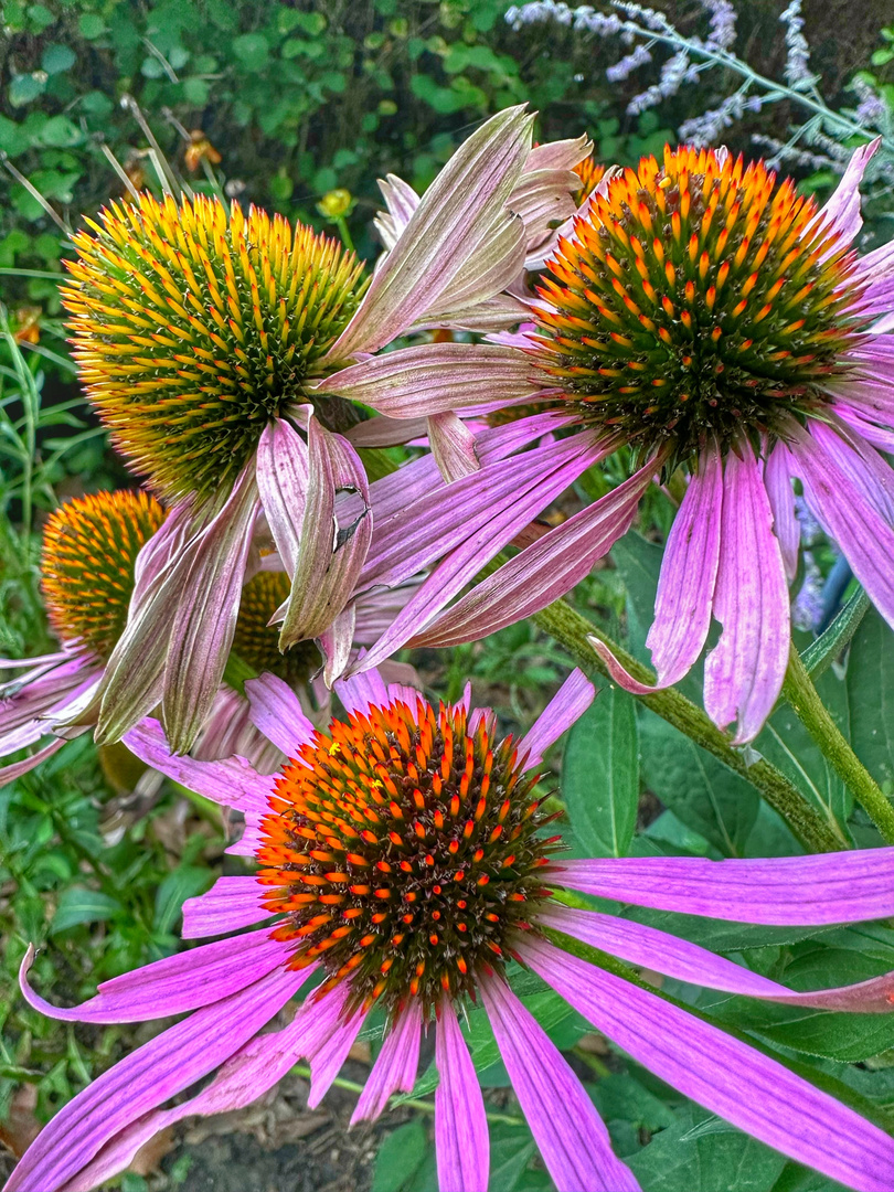 Echinacea purpurea 