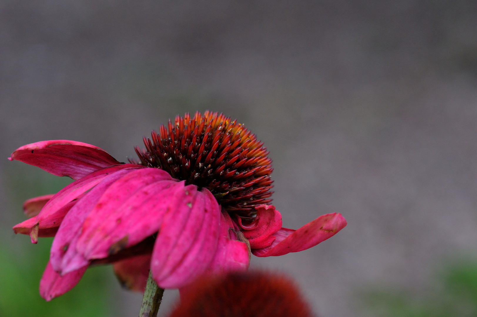 echinacea purpurea