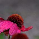 echinacea purpurea