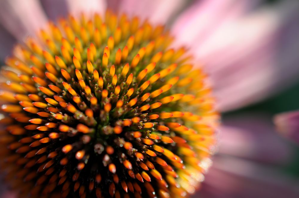 Echinacea purpurea "das Kernstück"