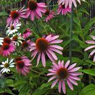 Echinacea purpurea -der Purpursonnenhut dominiert Ende August...