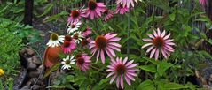 Echinacea purpurea -der Purpursonnenhut dominiert Ende August...