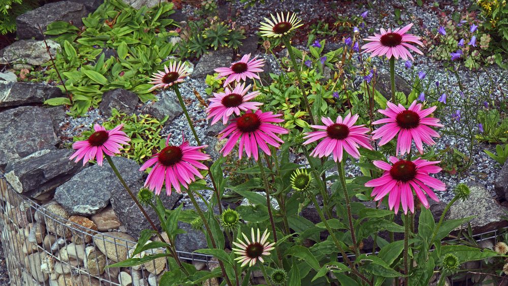 Echinacea purpurea der Start des Purpursonnenhutes...