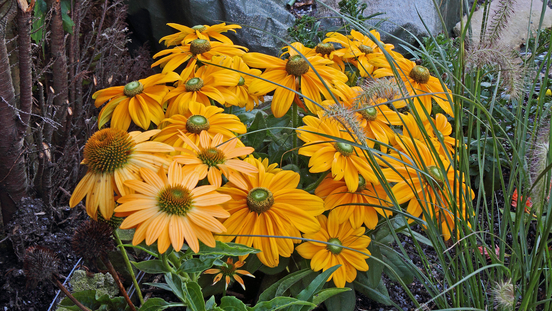 Echinacea purpurea  die drei unten links ( mit dem "Igel" in der Blütenmitte