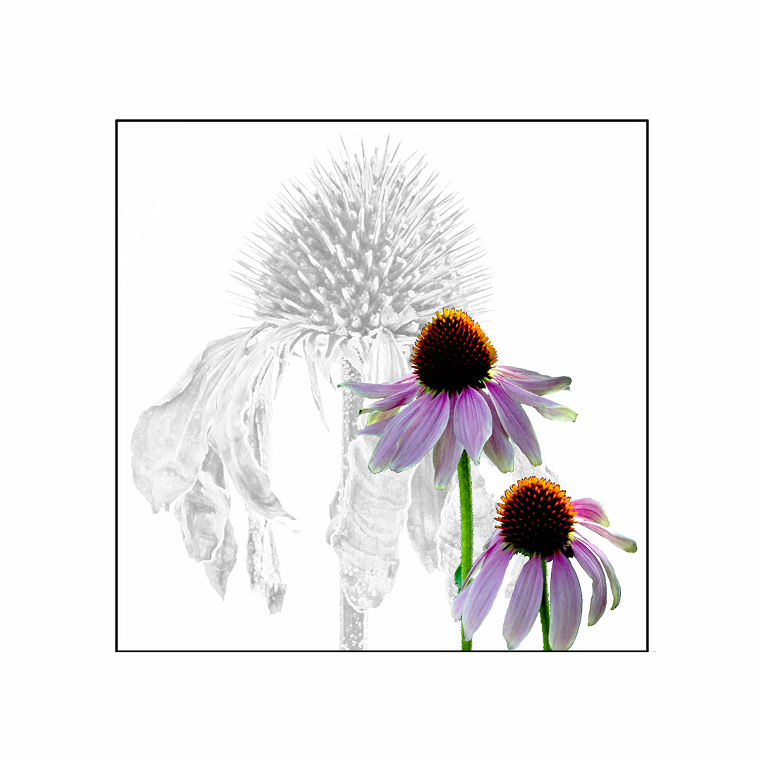 Echinacea purpurea